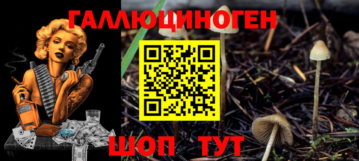 Псилоцибиновые грибы GOLDEN TEACHER Калининград